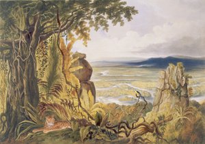 Skała Comuti lub Taquiare, na rzece Essequibo, z "Widoki we wnętrzu Gujany", rytowane przez George Barnard (fl.1832-90), opublikowane przez Ackermann, 1840
