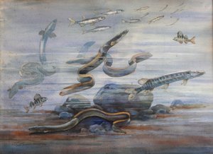 Ryba morska, c.1907 (akwarela)