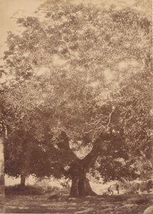 Orzech włoski cesarza Karola V, Yuste, 1858.