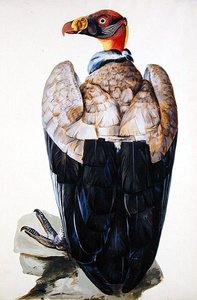 Sęp (gwasz na papierze) autorstwa Charles Collins