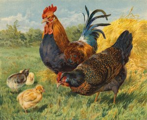 Kurczaki (chromolitho)