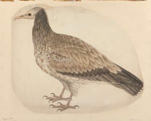 Sęp egipski autorstwa Charles Collins