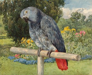 Szara papuga (chromolitho) autorstwa Charles Collins
