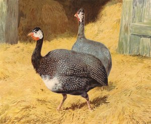 Perliczka (chromolitho) autorstwa Charles Collins