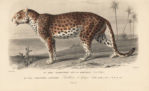 Lampart, z "Dictionnaire Universel d