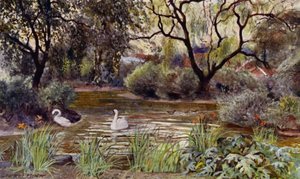 Londyńskie zoo: Three Island Pond (kolor lito)