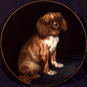 King Charles Spaniel