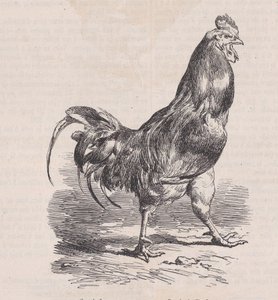 Kogut hodowlany, rasa pospolita, z Magasin Pittoresque, ca. 1852. autorstwa Charles Emile Jacque