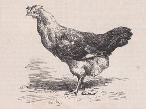 Zwykła francuska kura, zła nioska, od Magasin Pittoresque, ca. 1852. autorstwa Charles Emile Jacque