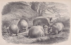 Wombat, z Le Magasin Pittoresque, ca. 1852. autorstwa Charles Emile Jacque