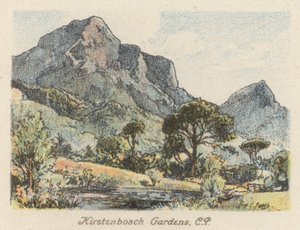 Republika Południowej Afryki: Ogrody Kirstenbosch, CP (litografia kolorowa) autorstwa Charles Ernest Peers