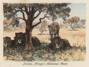 Republika Południowej Afryki: Lwy, Park Narodowy Krugera (kolorowa litografia)