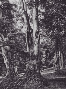 Polana w Parku Knole (zdjęcie czarno-białe) autorstwa Charles Essenhigh Corke