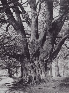 King Beech, Knole Park (zdjęcie czarno-białe) autorstwa Charles Essenhigh Corke