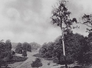 Park Knole (zdjęcie czarno-białe) autorstwa Charles Essenhigh Corke