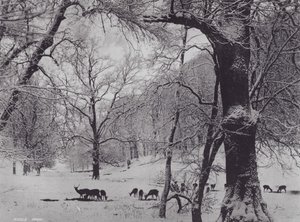 Park Knole (zdjęcie czarno-białe) autorstwa Charles Essenhigh Corke