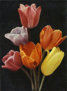 Majowe tulipany kwitnące (zdjęcie kolorowe) autorstwa Charles Essenhigh Corke