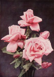 Rose Lady Ashtown (zdjęcie kolorowe) autorstwa Charles Essenhigh Corke