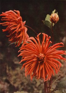 Dalia kaktusowa "Brisbane" (zdjęcie kolorowe) autorstwa Charles Essenhigh Corke