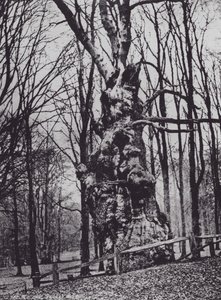 Stary Dąb, Park Knole (zdjęcie czarno-białe) autorstwa Charles Essenhigh Corke
