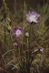 Dzikie kwiaty: Corn-Cockle (kolorowe zdjęcie) autorstwa Charles Essenhigh Corke