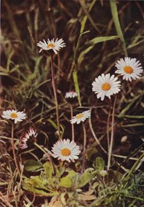 Dzikie kwiaty: Daisy (kolorowe zdjęcie) autorstwa Charles Essenhigh Corke