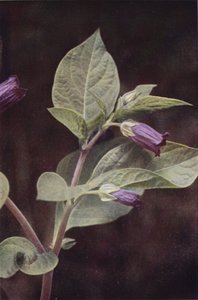 Dzikie kwiaty: Deadly Nightshade (kolorowe zdjęcie) autorstwa Charles Essenhigh Corke