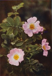 Dzikie kwiaty: Dog Rose (kolorowe zdjęcie)