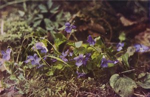 Dzikie kwiaty: Pies Violet (zdjęcie kolorowe) autorstwa Charles Essenhigh Corke