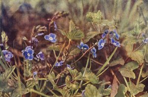 Dzikie kwiaty: Germander Speedwell (zdjęcie kolorowe) autorstwa Charles Essenhigh Corke