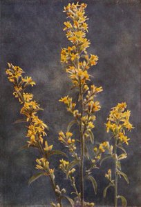 Dzikie kwiaty: Golden Rod (zdjęcie kolorowe) autorstwa Charles Essenhigh Corke