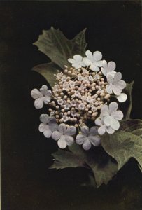 Dzikie kwiaty: Guelder Rose (zdjęcie kolorowe) autorstwa Charles Essenhigh Corke