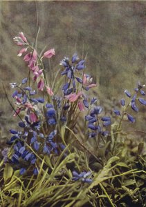 Dzikie kwiaty: Milkwort (zdjęcie kolorowe) autorstwa Charles Essenhigh Corke