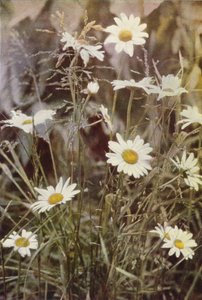 Dzikie kwiaty: Ox-Eye Daisy (zdjęcie kolorowe) autorstwa Charles Essenhigh Corke