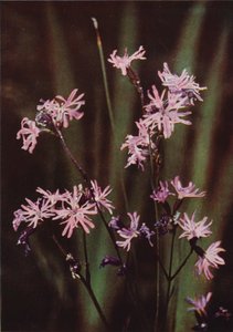 Dzikie kwiaty: Ragged Robin (kolorowe zdjęcie) autorstwa Charles Essenhigh Corke