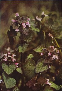 Dzikie kwiaty: Red Dead Nettle (zdjęcie kolorowe) autorstwa Charles Essenhigh Corke