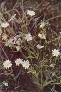 Dzikie kwiaty: Stitchwort (zdjęcie kolorowe) autorstwa Charles Essenhigh Corke