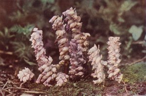 Dzikie kwiaty: Toothwort (kolorowe zdjęcie) autorstwa Charles Essenhigh Corke