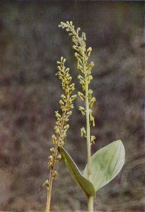 Dzikie kwiaty: Twayblade (kolorowe zdjęcie) autorstwa Charles Essenhigh Corke