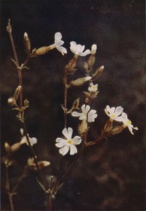 Dzikie kwiaty: White Campion (zdjęcie kolorowe) autorstwa Charles Essenhigh Corke