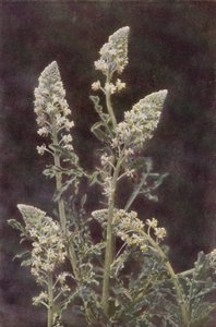 Dzikie kwiaty: Wild Mignonette (zdjęcie kolorowe) autorstwa Charles Essenhigh Corke