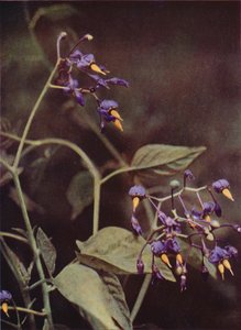 Dzikie kwiaty: Woody Nightshade (kolorowe zdjęcie) autorstwa Charles Essenhigh Corke