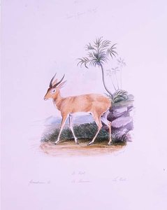 Kob autorstwa Jamesa Edwina Edwarda Dawe, z „The Ruminantia” tom. II (akwarela)