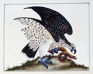 Ptak drapieżny z wężem, 1808-21 autorstwa Charles Hayes