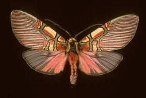 Anxita jest ściśnięta autorstwa Augustus Kollner