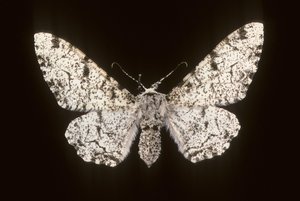 Betularia biston/Brzoza Phalene autorstwa Augustus Kollner