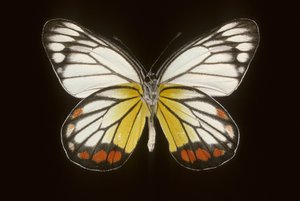 Delias hyparete/mężczyzna autorstwa Augustus Kollner