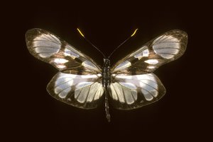 Zdefiniowana dysmorfia autorstwa Augustus Kollner