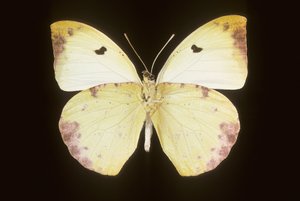 Gedeon Lucas autorstwa Augustus Kollner