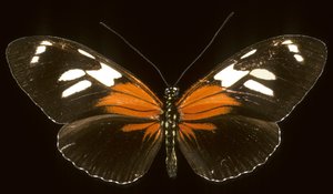 Heliconius burneyi catherina/Heliconie autorstwa Augustus Kollner